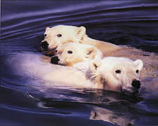 polar-bear-and-cub-swiming.jpg